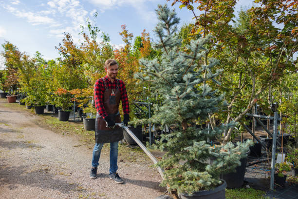 Best Tree Branch Trimming  in Mountain Home, AR